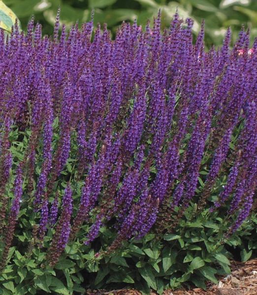 Salvia nemorosa 'Ostfriesland'